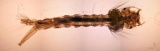 [Larva komára pisklavého]