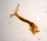[Larva komára pisklavého]